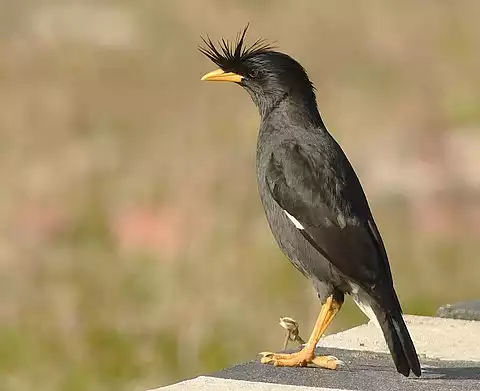 Image of Great Myna