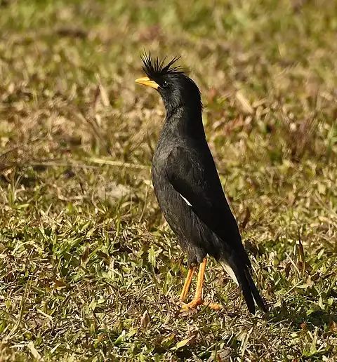 Image of Great Myna