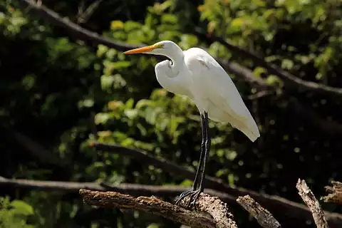 Image of Great Egret