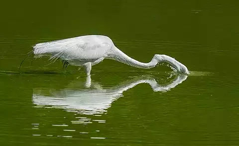 Image of Great Egret