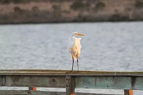 Image of Great Egret