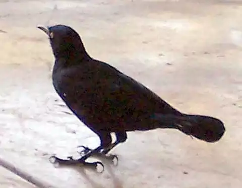 Image of Greater Antillean Grackle