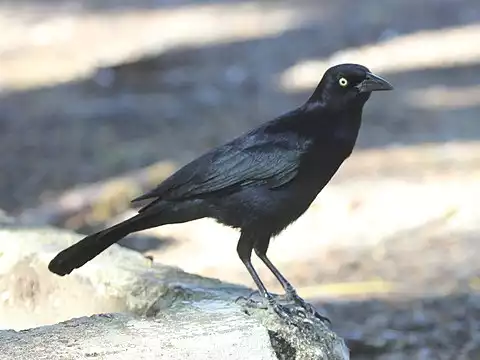 Image of Greater Antillean Grackle