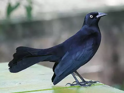 Image of Greater Antillean Grackle