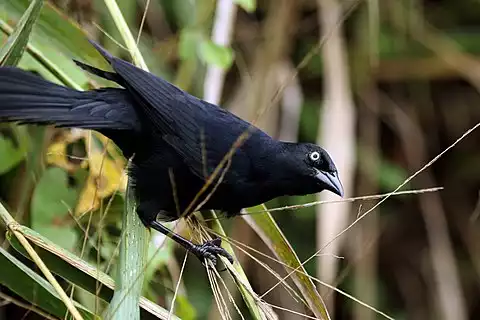 Image of Greater Antillean Grackle