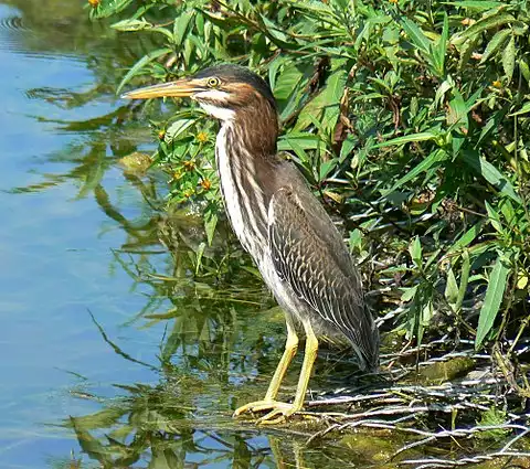 Image of Green Heron