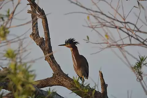 Image of Green Heron