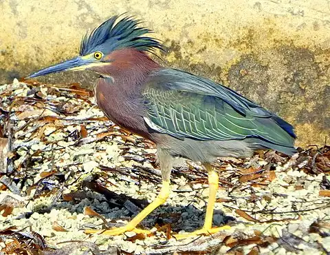 Image of Green Heron