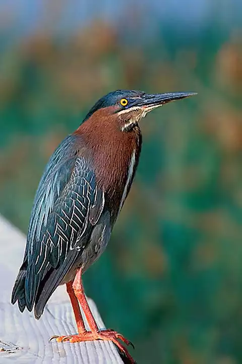 Image of Green Heron