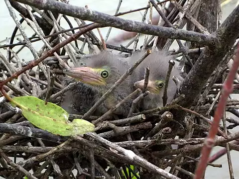 Image of Green Heron