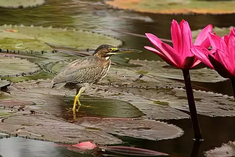 Image of Green Heron