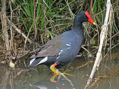 Image of Common Gallinule