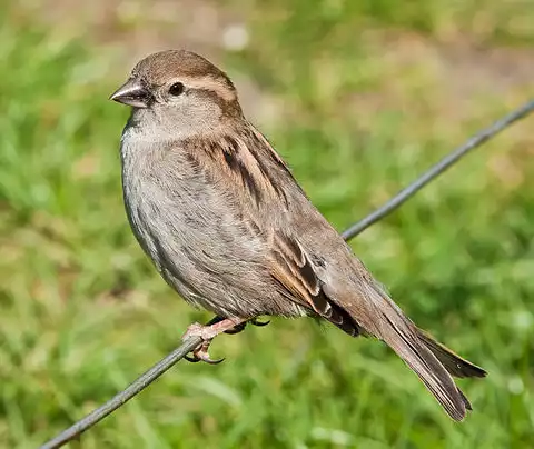 Image of House Sparrow