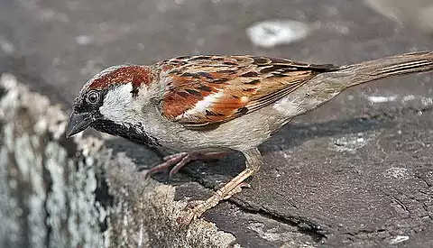 Image of House Sparrow