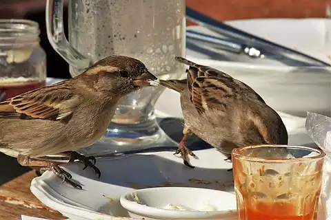 Image of House Sparrow