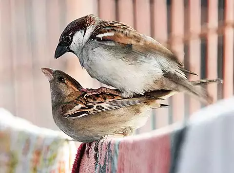 Image of House Sparrow