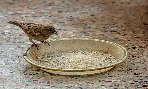 Image of House Sparrow