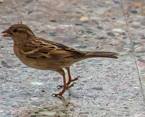 Image of House Sparrow