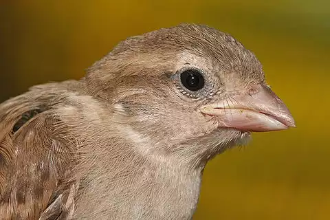 Image of House Sparrow