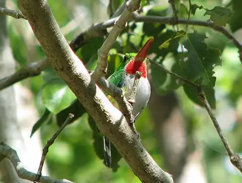 Image of Puerto Rican Tody