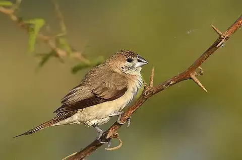 Image of Indian Silverbill