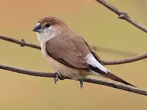 Image of Indian Silverbill