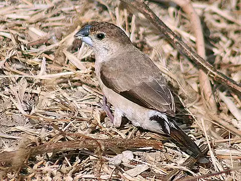 Image of Indian Silverbill