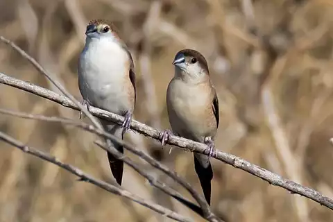 Image of Indian Silverbill