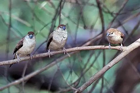 Image of Indian Silverbill