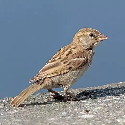 Image of House Sparrow