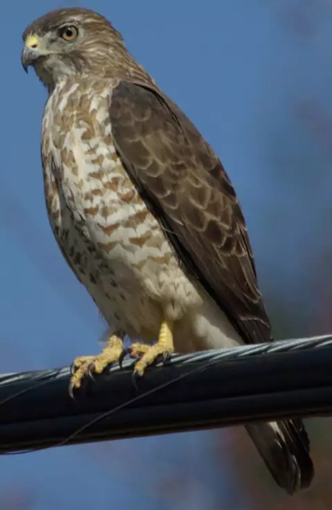 Image of Broad-winged Hawk