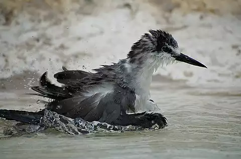 Image of Bridled Tern