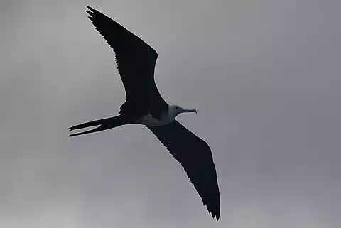 Image of Magnificent Frigatebird