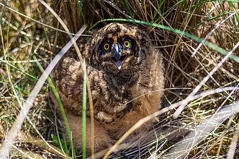 Image of Short-eared Owl