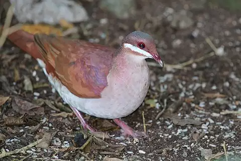 Image of Key West Quail-Dove