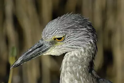 Image of Yellow-crowned Night-Heron