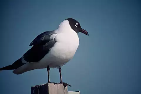 Image of Laughing Gull