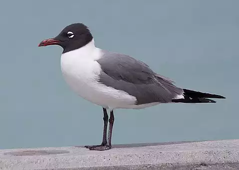 Image of Laughing Gull