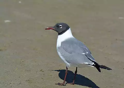 Image of Laughing Gull