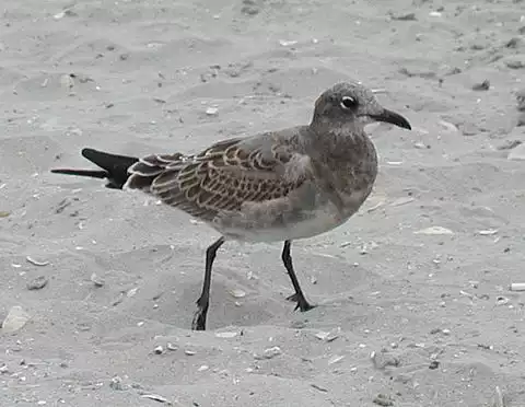 Image of Laughing Gull