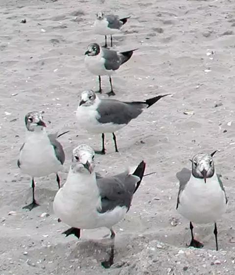 Image of Laughing Gull