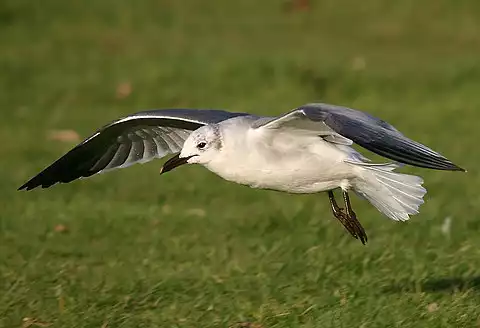 Image of Laughing Gull