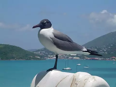 Image of Laughing Gull