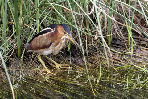 Image of Least Bittern