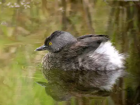 Image of Least Grebe