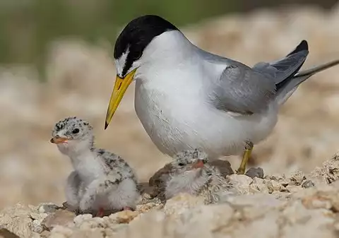 Image of Least Tern