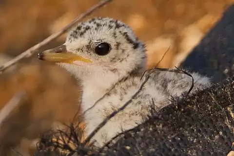 Image of Least Tern