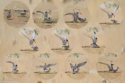 Image of Least Tern