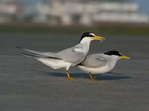 Image of Least Tern