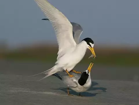 Image of Least Tern